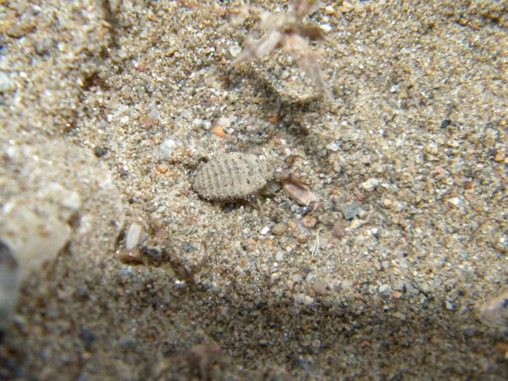 ID insetto... stratega (larva di Myrmeleontidae)